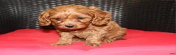 Cavapoo dogs for sale: Sally - Ad 4