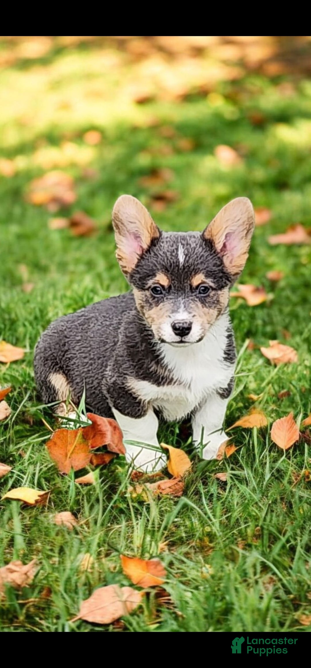 Welsh Corgi Pembroke dogs for sale: Abel Bluie - Ad 27