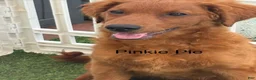 Goldendoodle dogs for sale: Pinkie Pie  - Ad 6