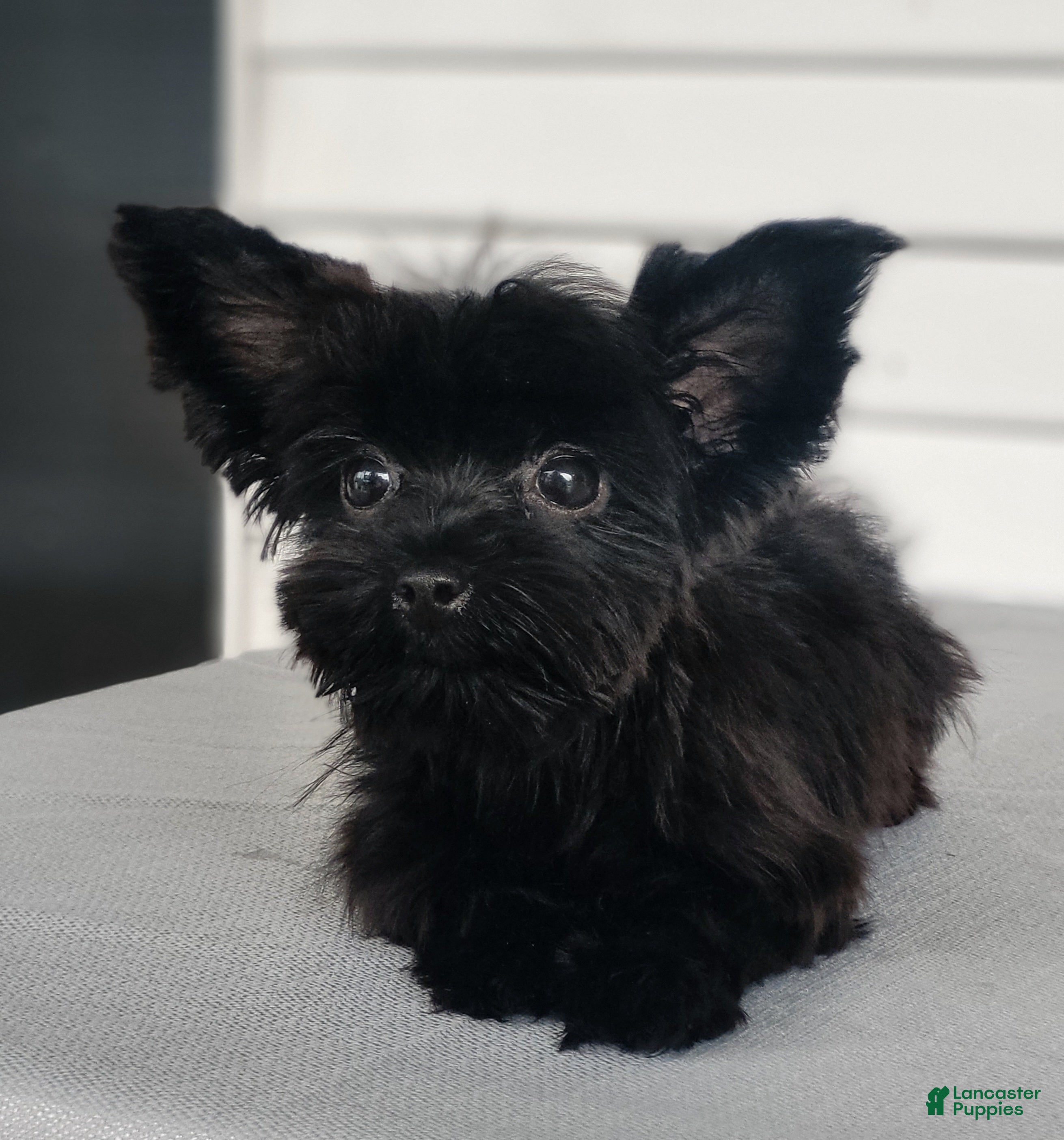Yorkshire Terrier dogs for sale: Yorkshire Terrier Puppy 2 - Ad 1