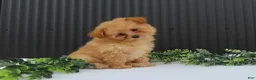 Pomeranian dogs for sale: Rusty 🐾 - Ad 1