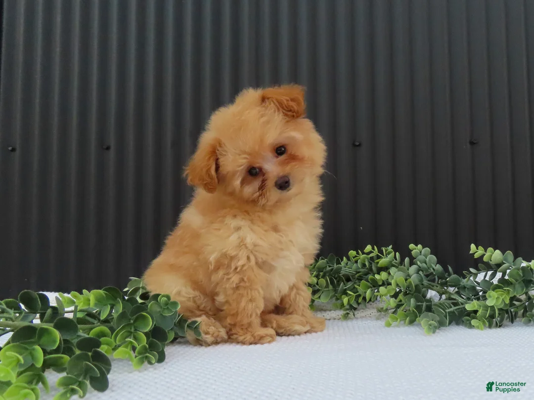 Pomeranian dogs for sale: Rusty 🐾 - Ad 1