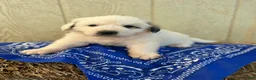 Great Pyrenees dogs for sale: Great Pyrenees Puppy 2 Blue - Ad 1