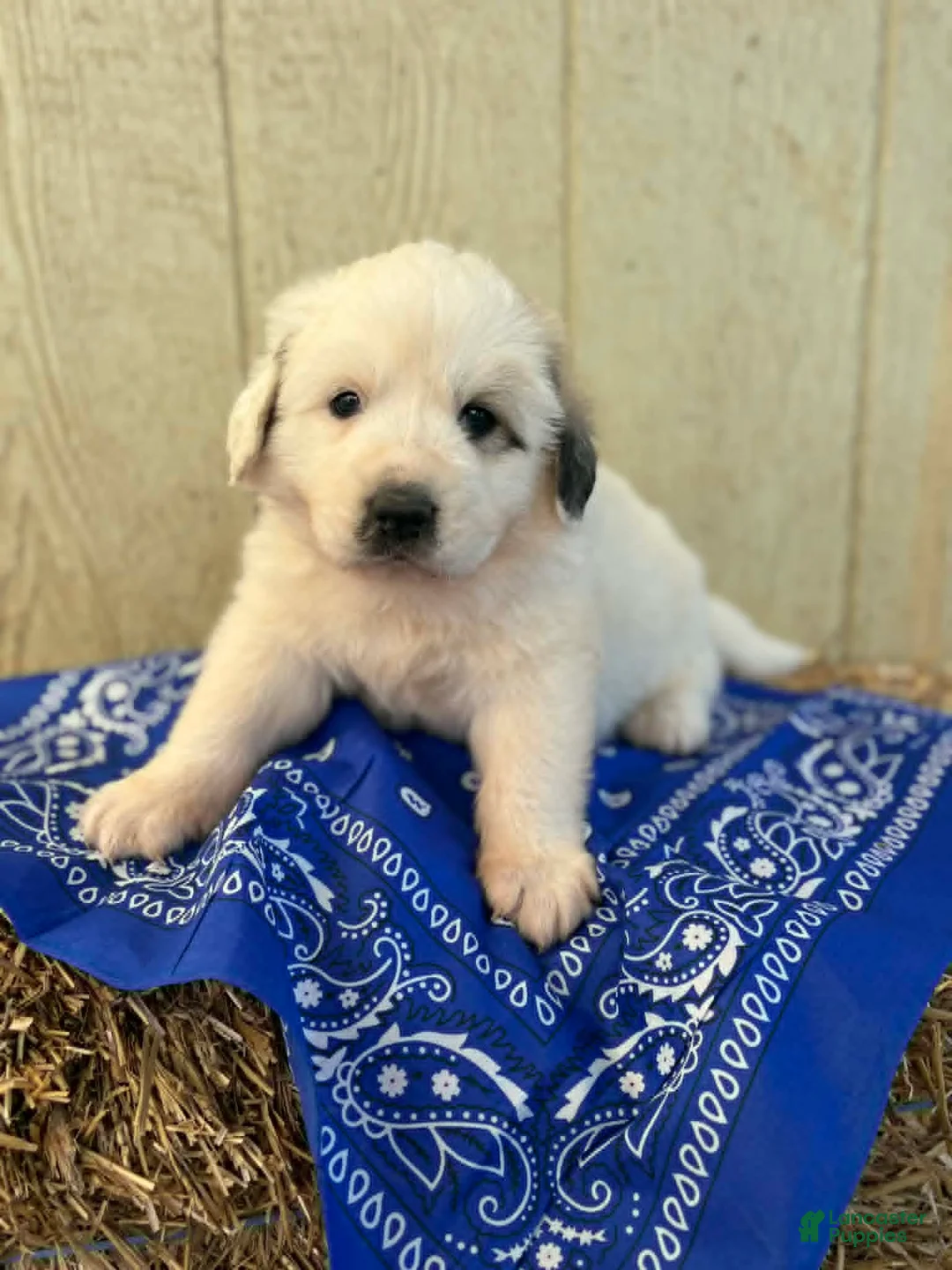 Great Pyrenees dogs for sale: Great Pyrenees Puppy 2 Blue - Ad 1