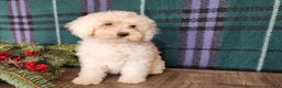 Mini Bernedoodle dogs for sale: Flake - Ad 3