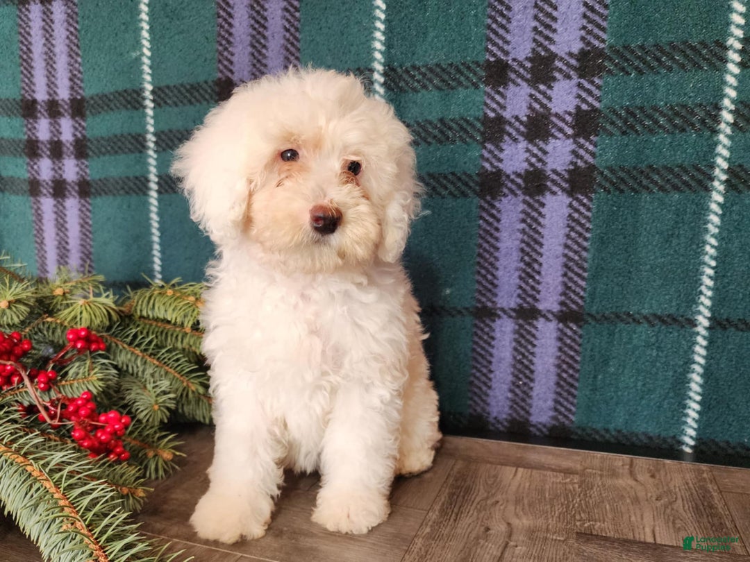 Mini Bernedoodle dogs for sale: Flake - Ad 3