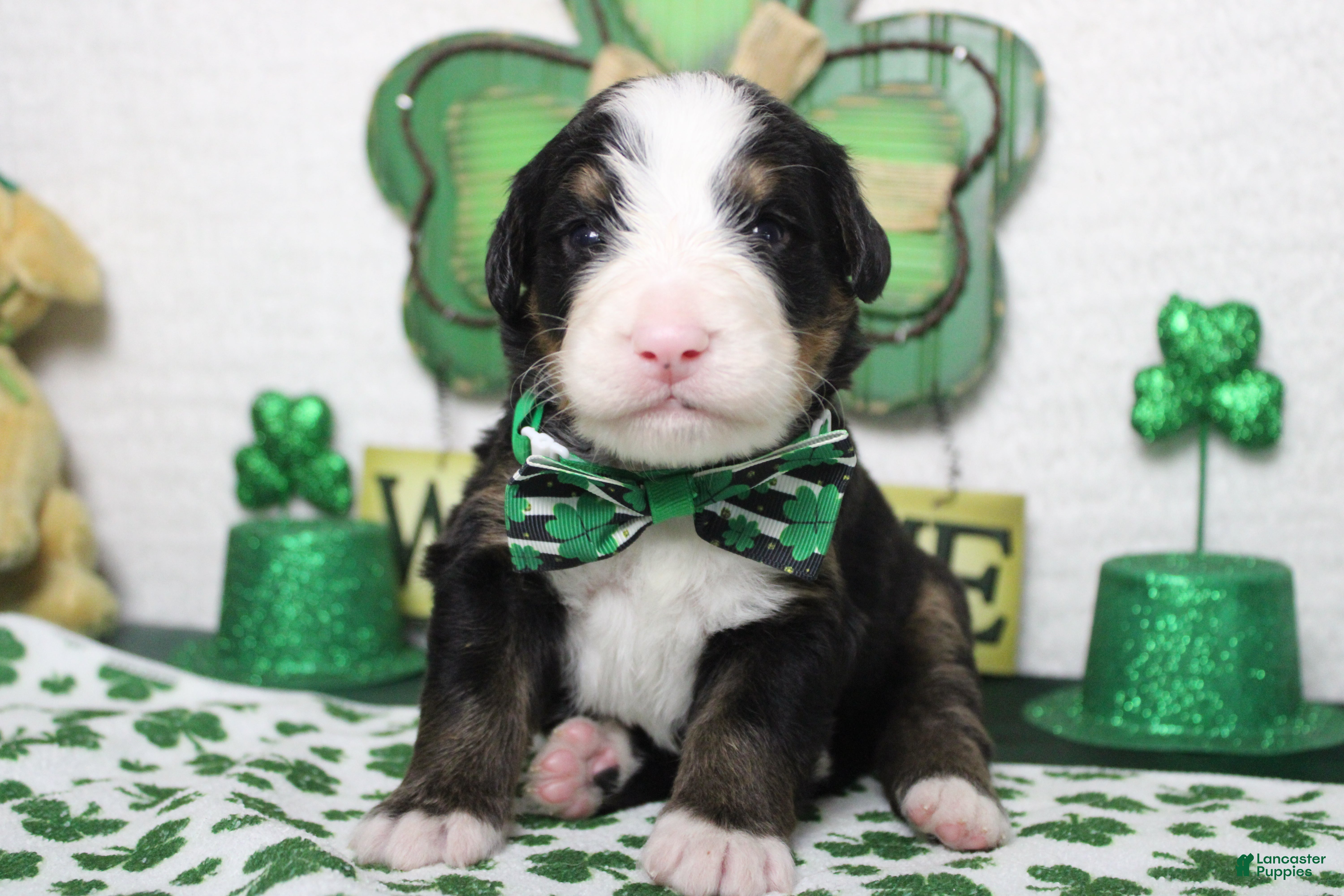 Bernese Mountain Dog dogs Moose  - Ad 17