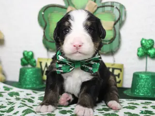 Bernese Mountain Dog dogs Moose - Ad 17