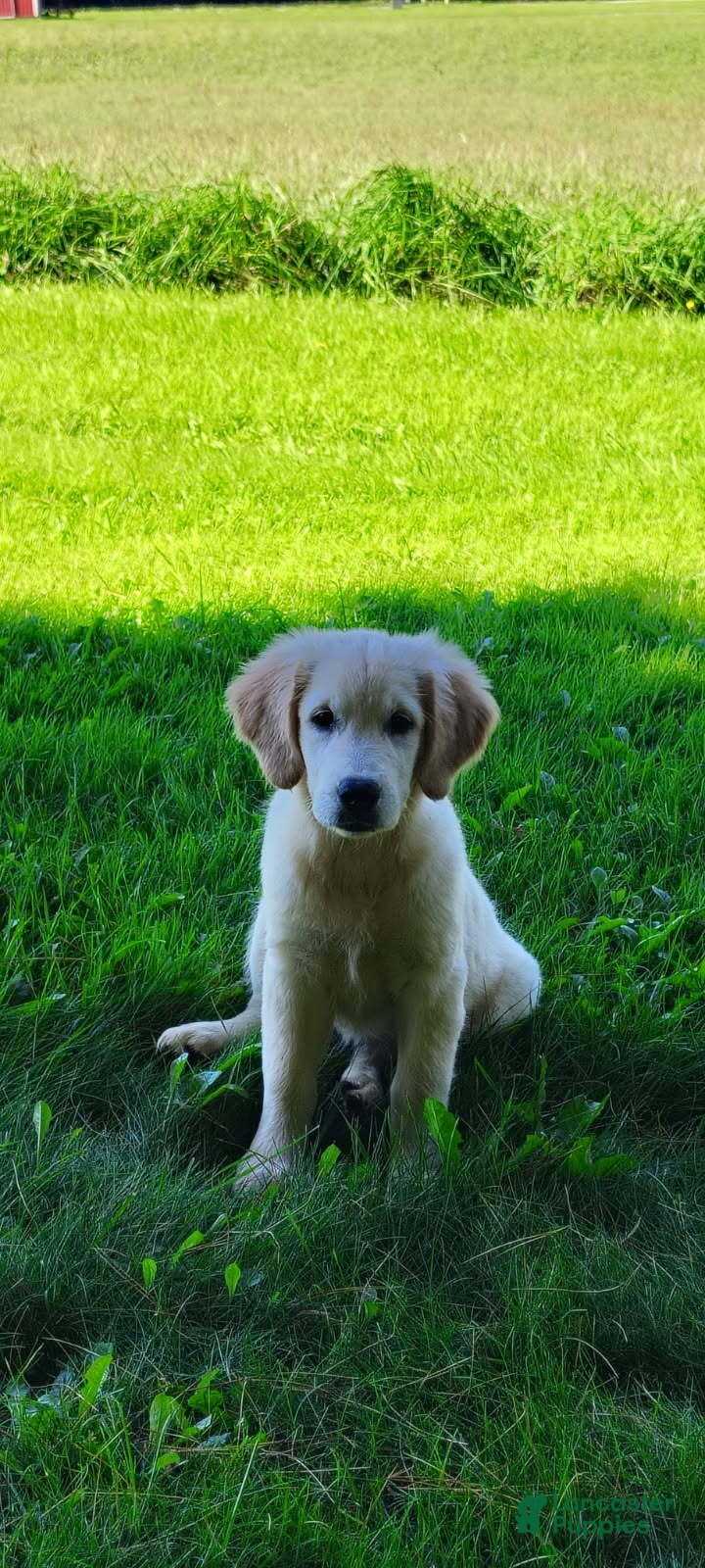 Golden Retriever dogs Misty - Ad 1