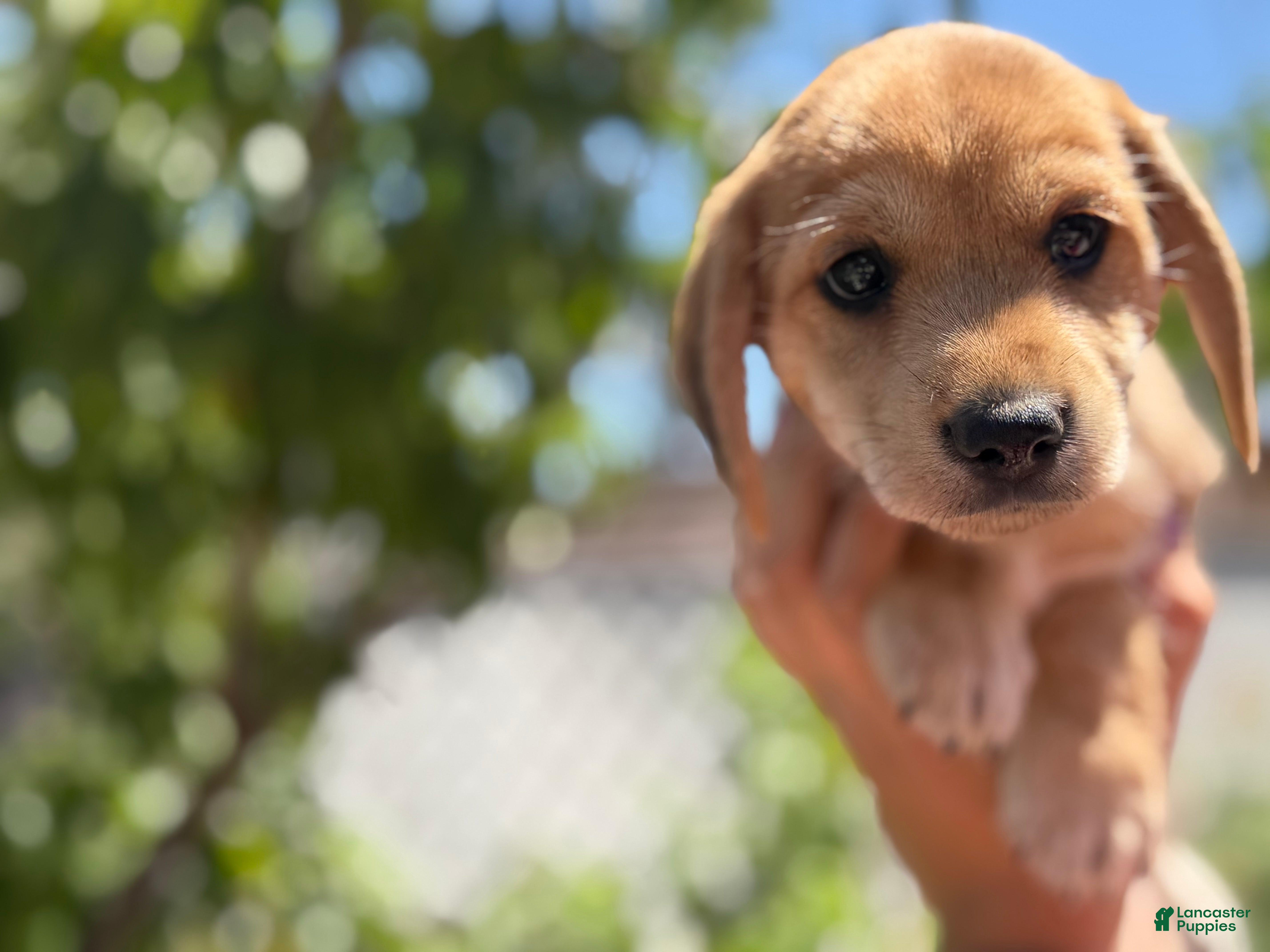 Mixed Breed dogs Izsak - Ad 30