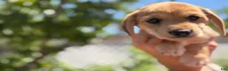 Mixed Breed dogs for sale: Izsak - Ad 1