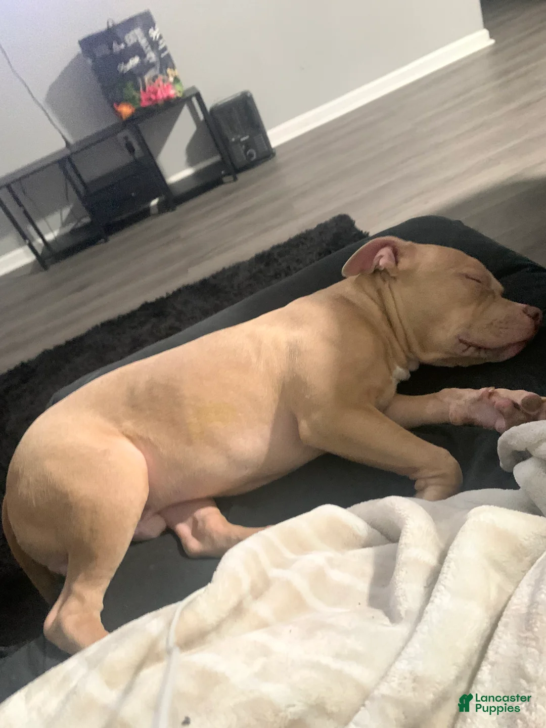 American Bully dogs for sale: American Bully 1 - Ad 2