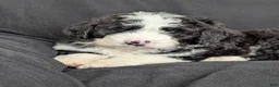 Bernedoodle dogs for sale: Cali - Ad 9