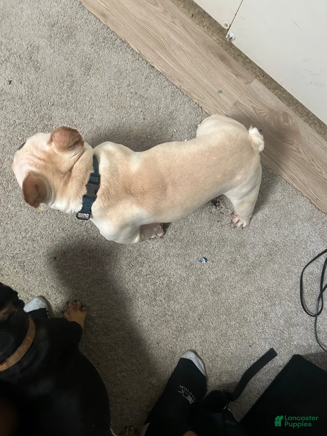 French Bulldog dogs for stud: Montana  - Ad 7