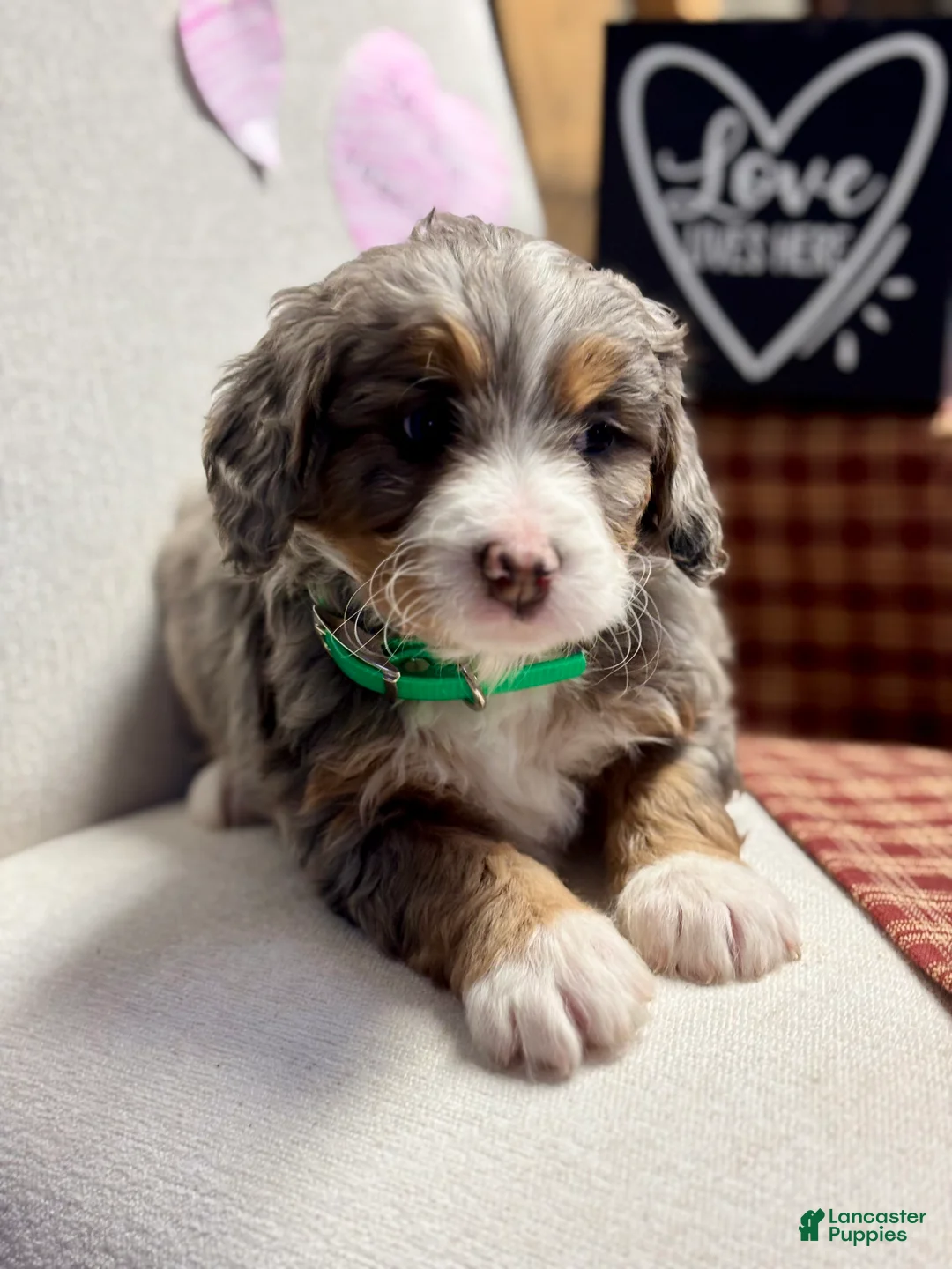Mini Bernedoodle dogs for sale: Bailey Mini Bernedoodle Puppy 3 - Ad 1