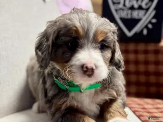 Mini Bernedoodle dogs Bailey Mini Bernedoodle Puppy 3 - Ad 6