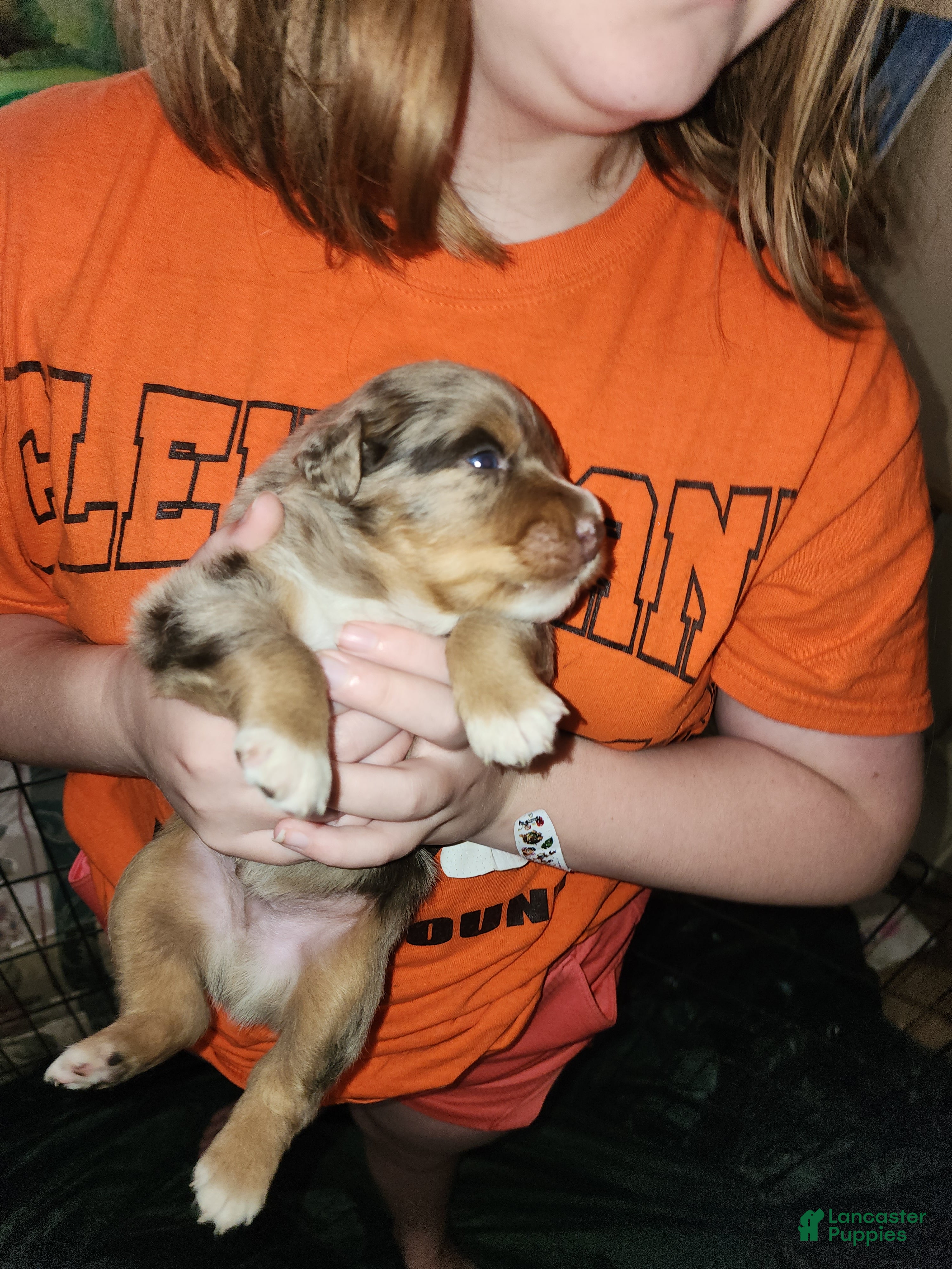Australian Shepherd dogs Australian Shepherd Red Merle Female 2 - Ad 2