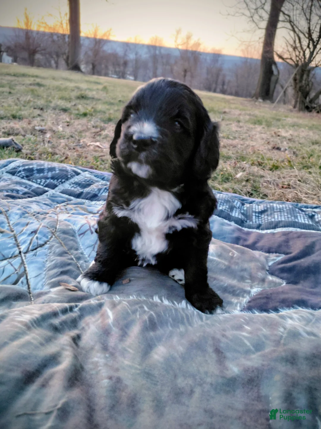 Mini Goldendoodle dogs for sale: Mini Goldendoodle Puppy BLAZE - Ad 3