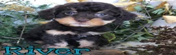 Mixed Breed dogs for sale: Mixed Breed 1 - Ad 3