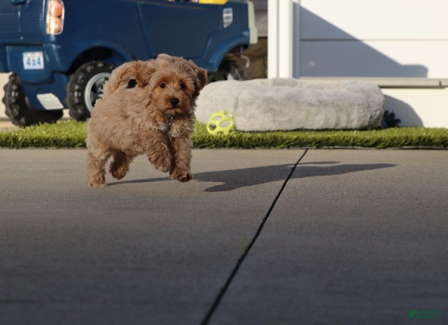 Havapoo dogs Phoenix 💙 Crate Trained  - Ad 1