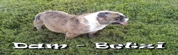 English Bulldog dogs for sale: Zayne - Ad 10