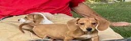 Miniature Dachshund dogs for sale: Sport - Ad 10