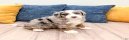 Mini Bernedoodle dogs for sale: Jenny - Ad 7