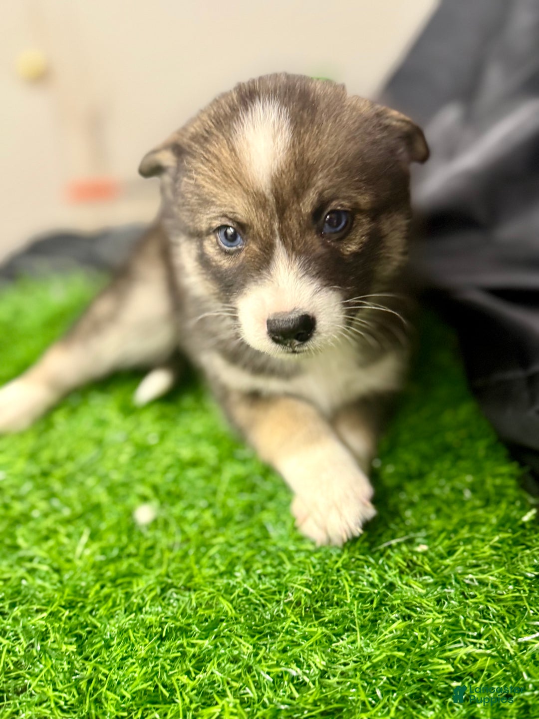 Mixed Breed dogs for sale: Noelle - Ad 11