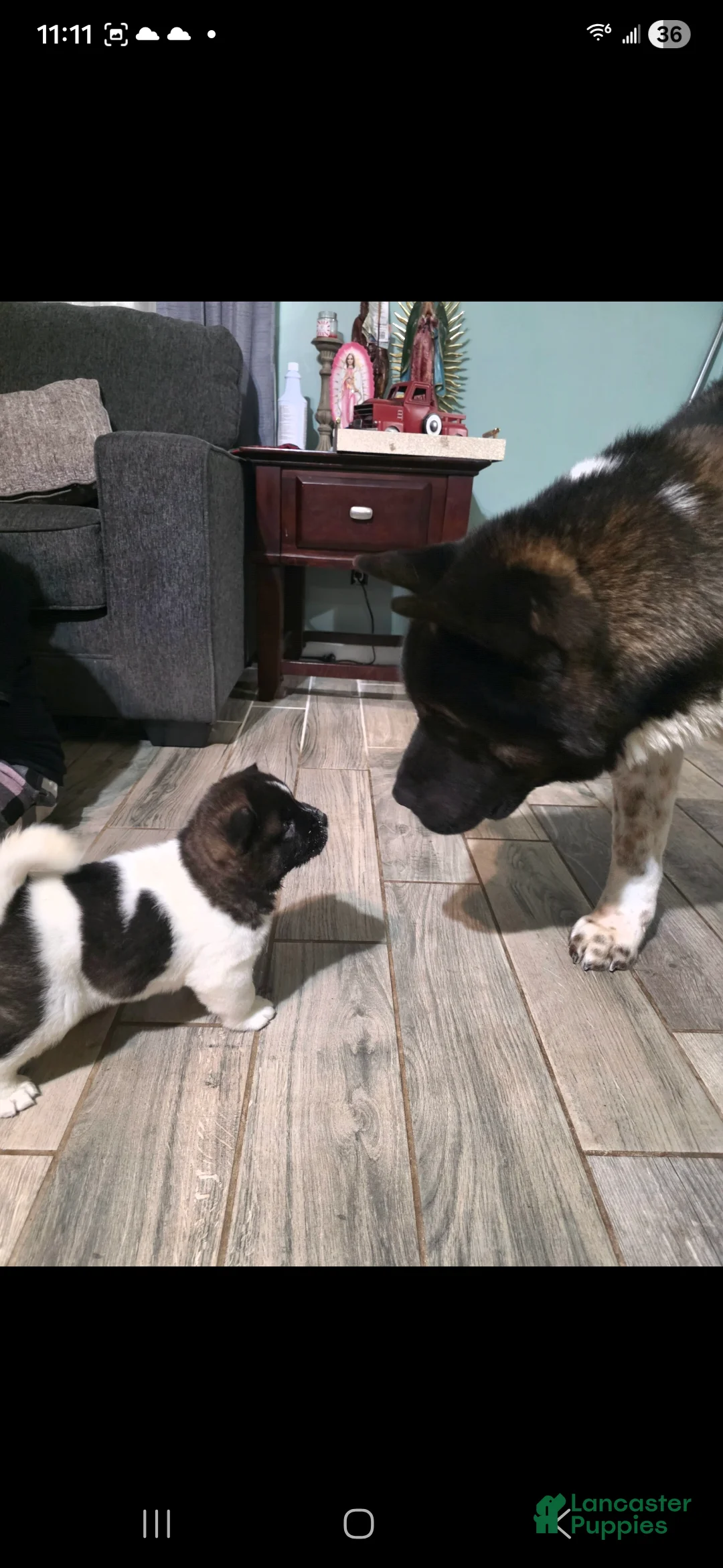 Akita dogs for sale: Max - Ad 2