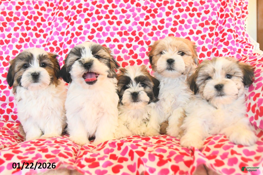 Teddy Bear dogs for sale: Racer - Ad 5