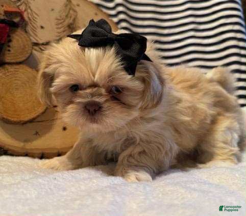 Shih Tzu dogs Dazzle - Ad 16