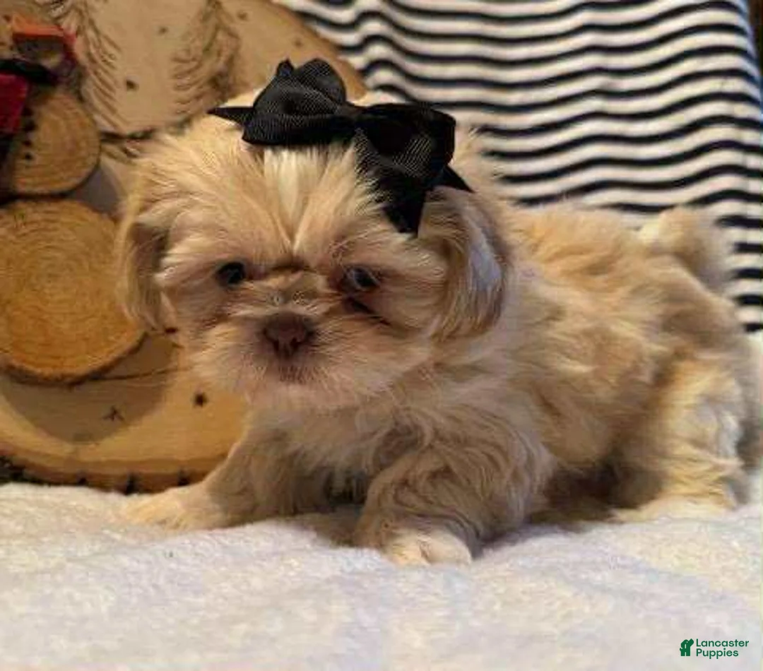 Shih Tzu dogs for sale: Dazzle - Ad 1