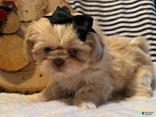 Shih Tzu dogs Dazzle - Ad 16
