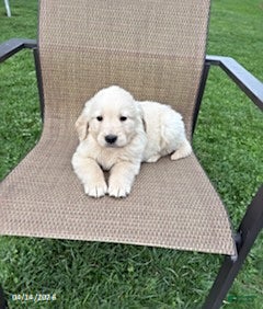 Golden Retriever dogs Rover - Ad 1