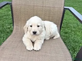 Golden Retriever dogs for sale: Rover - Ad 2