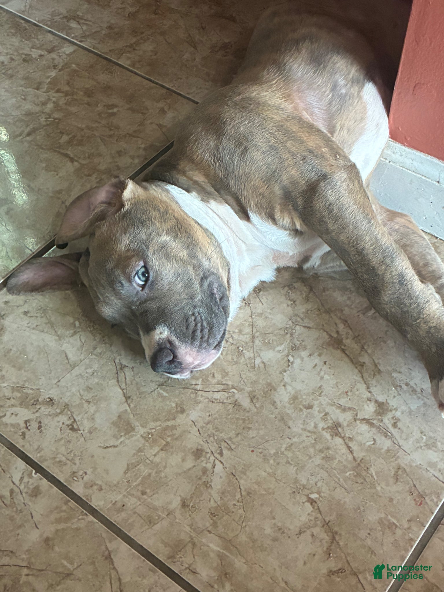 American Bully dogs Napoleon  - Ad 2