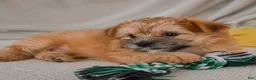 Morkie dogs for sale: Mark - Ad 5