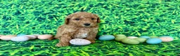 Mini Goldendoodle dogs for sale: Mint Collar  - Ad 2