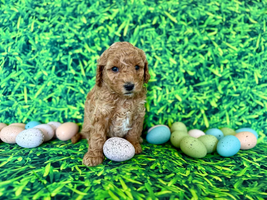 Mini Goldendoodle dogs for sale: Mint Collar  - Ad 2
