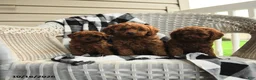 Miniature Poodle dogs for sale: Anothny - Ad 5