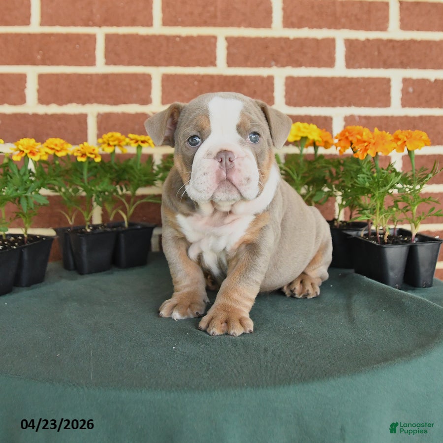 English Bulldog dogs Elsa - Ad 1