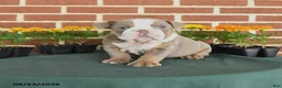 English Bulldog dogs for sale: Elsa - Ad 1