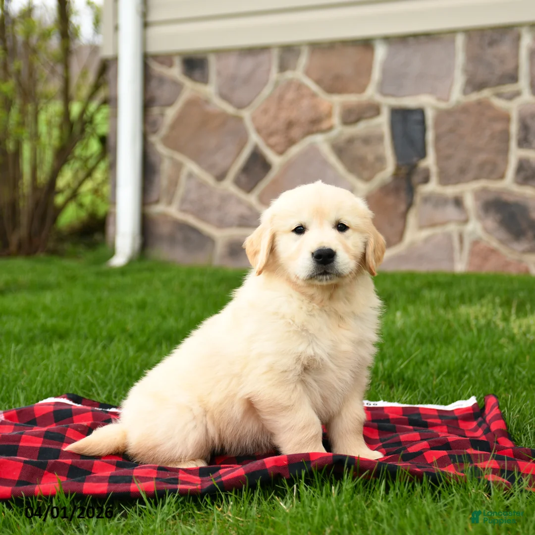 Golden Retriever dogs for sale: Ricky   - Ad 2