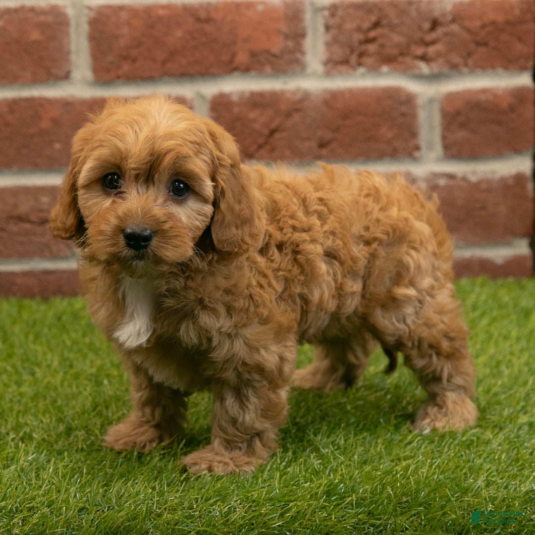 Cavapoo dogs for sale: Macy - Ad 3