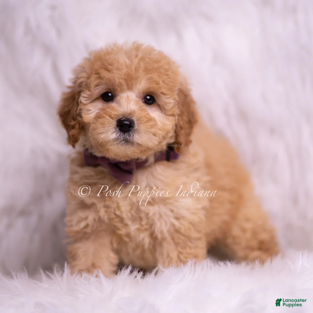 Mini Goldendoodle dogs for sale: Sunny - Ad 5