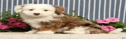 Mini Bernedoodle dogs for sale: Jayce - Ad 1