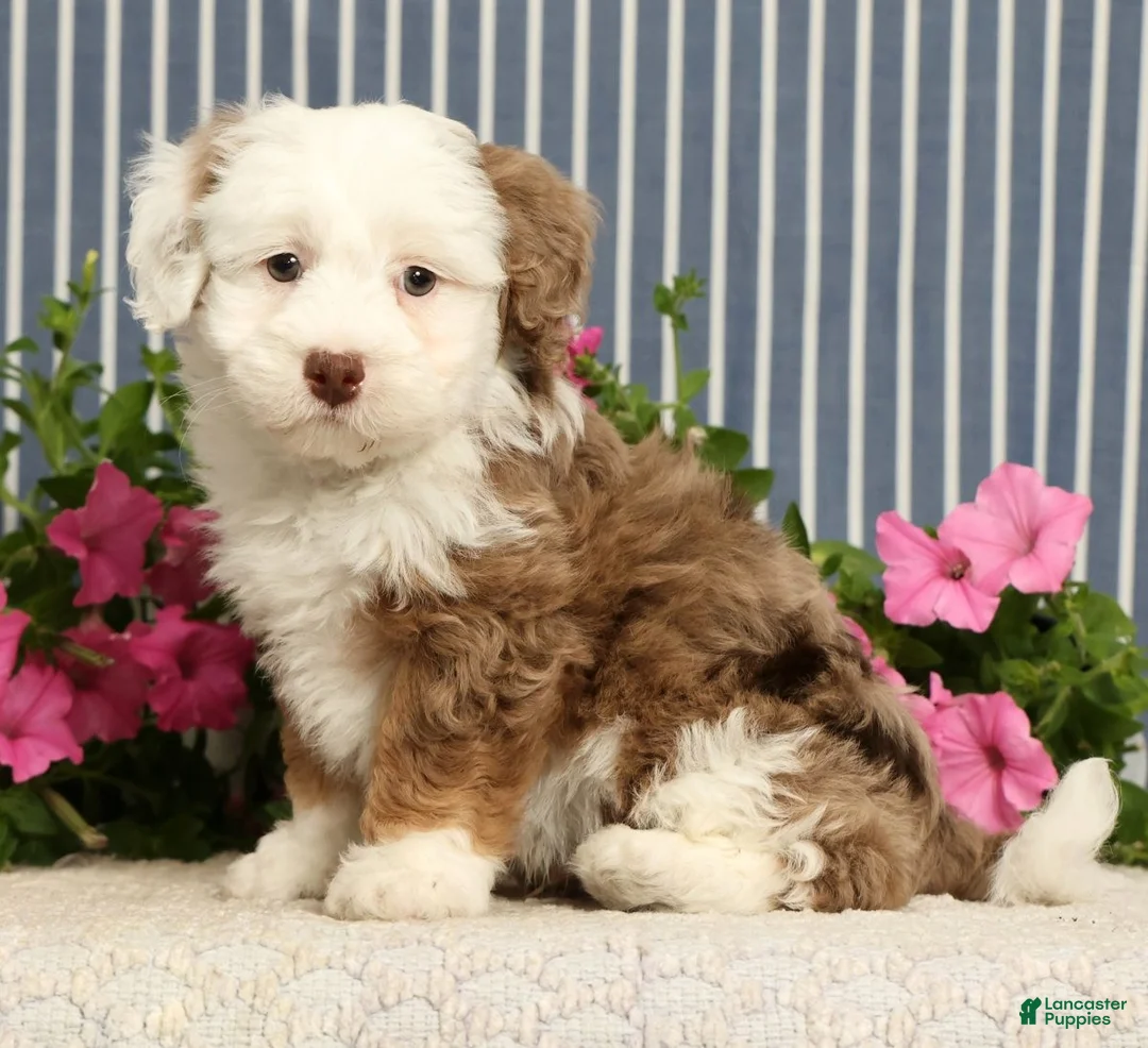 Mini Bernedoodle dogs for sale: Jayce - Ad 1