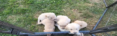 Golden Retriever 3