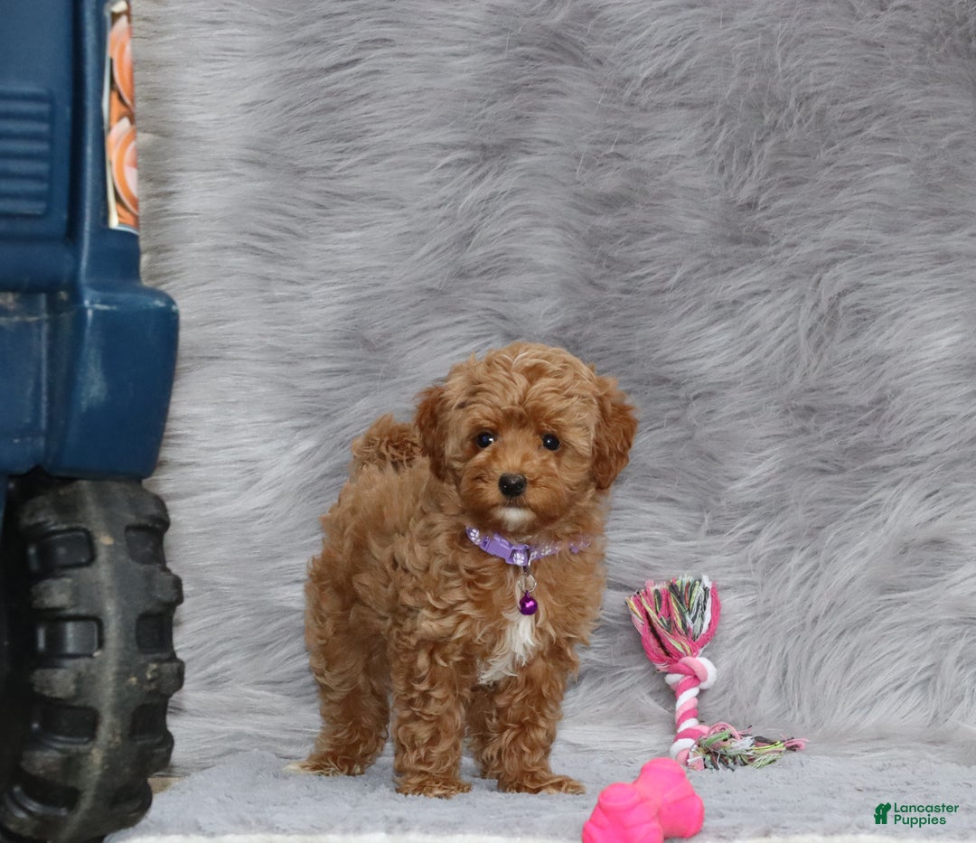 Havapoo dogs for sale: Eva 👨‍👨‍👧‍👦💞🐕 - Ad 16