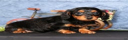 Miniature Dachshund dogs for sale: Natalie - Ad 3